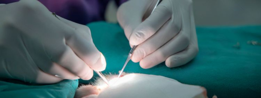 Microsurgery in Dentistry